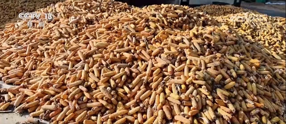 告别“地趴粮” 住进“好房子” 各地秋粮收储有“粮”方