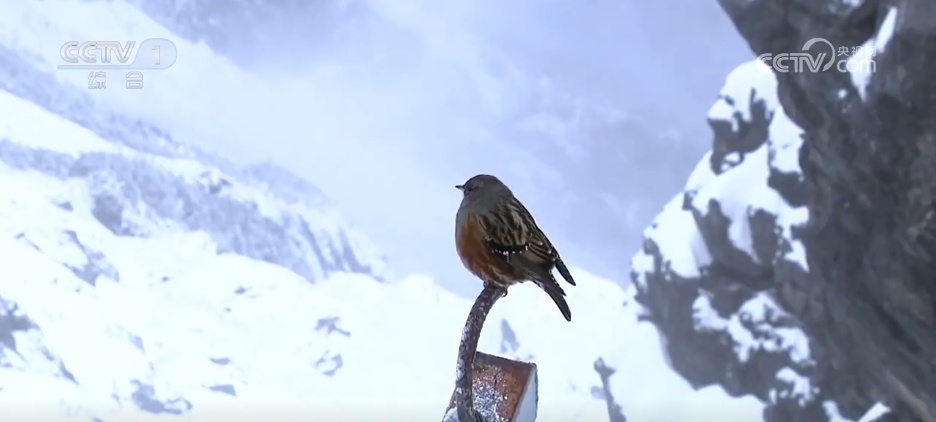 多地冬日美景激发冰雪活力 “冷”资源点燃文旅市场“热”消费