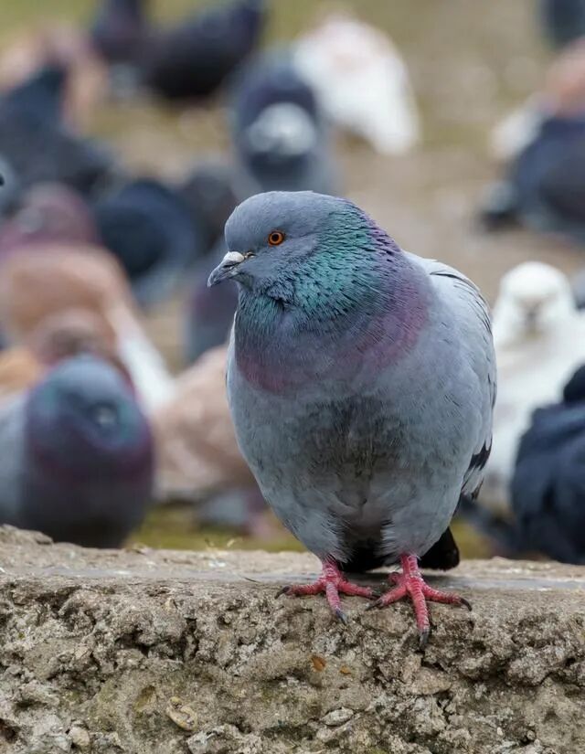 一场“小感冒”,男子体重掉了10多斤, 最后进了抢救室!元凶竟是家里养的鸽子… 一场“小感冒”,男子体重掉了10多斤, 最后进了抢救室!元凶竟是家里养的鸽子…