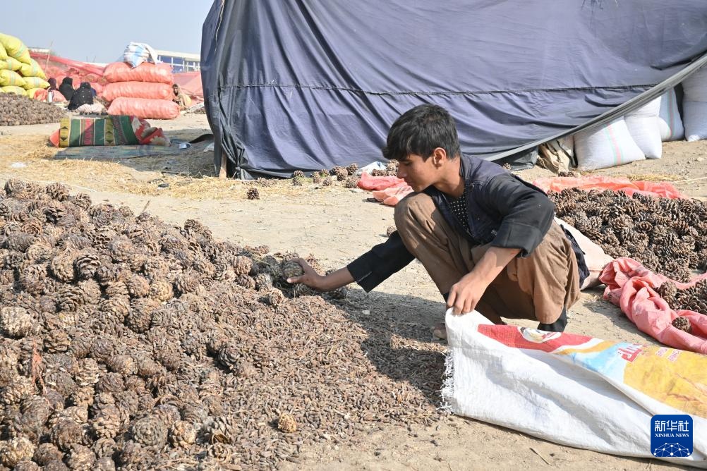 松香里的生计:阿富汗松子丰收后的忧虑 松香里的生计:阿富汗松子丰收后的忧虑