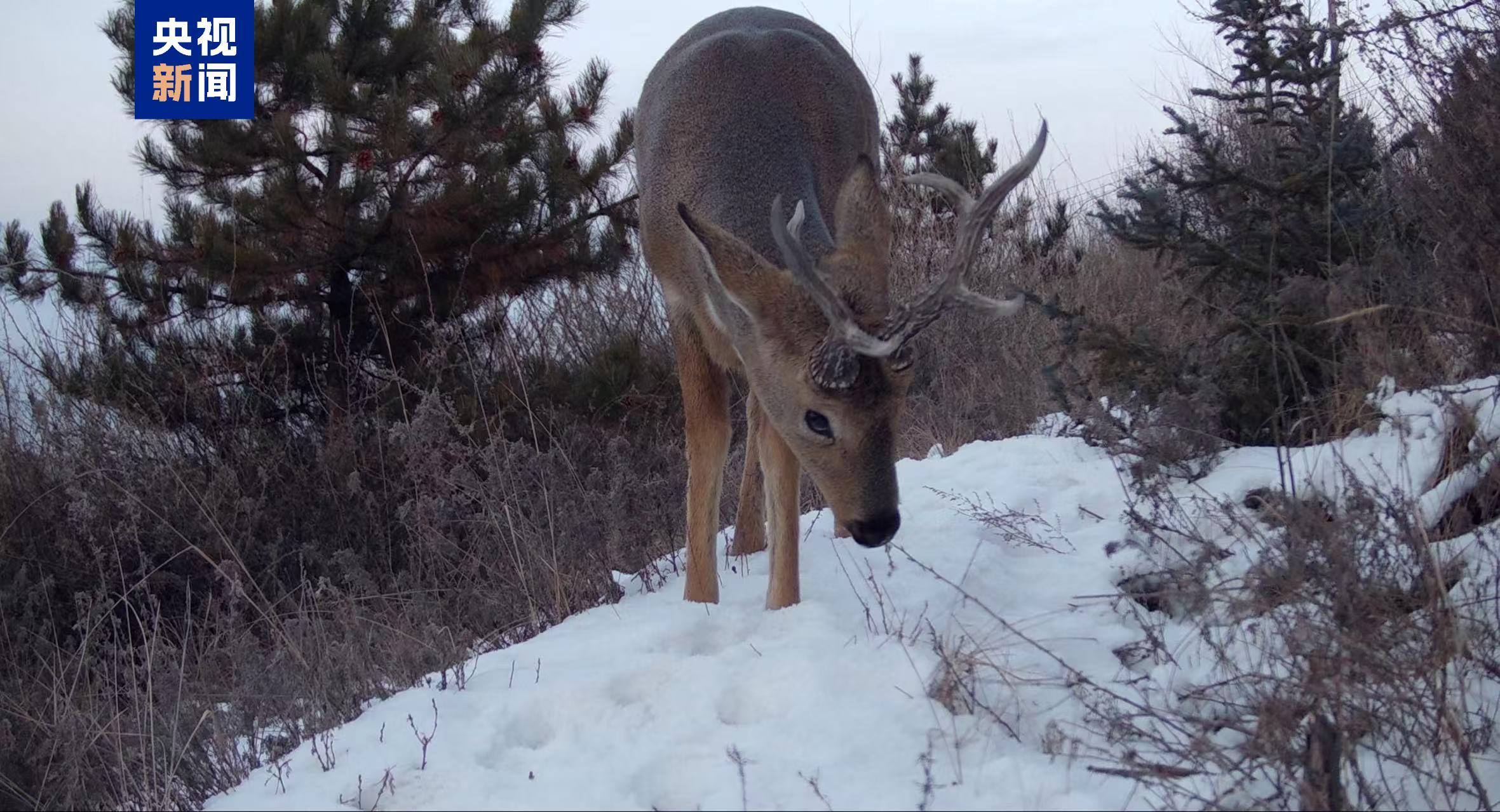 60种国家重点保护动物在册!西宁摸清野生动物“家底” 60种国家重点保护动物在册!西宁摸清野生动物“家底”