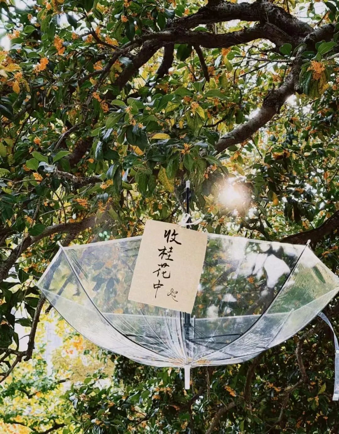 常州街头大量出现!不要吃!不要吃! 常州街头大量出现!不要吃!不要吃!