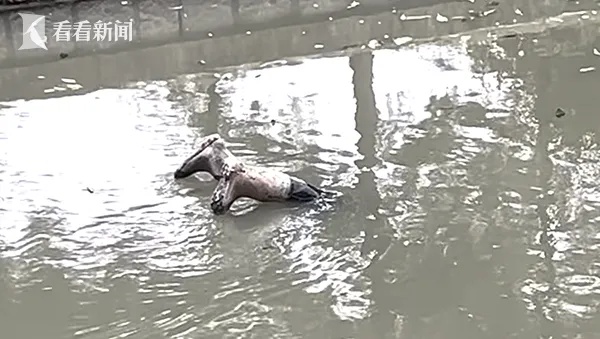 上海一男子报警称发现“浮尸”,河道内漂浮“两条人腿”!民警消防紧急出动…… 上海一男子报警称发现“浮尸”,河道内漂浮“两条人腿”!民警消防紧急出动……