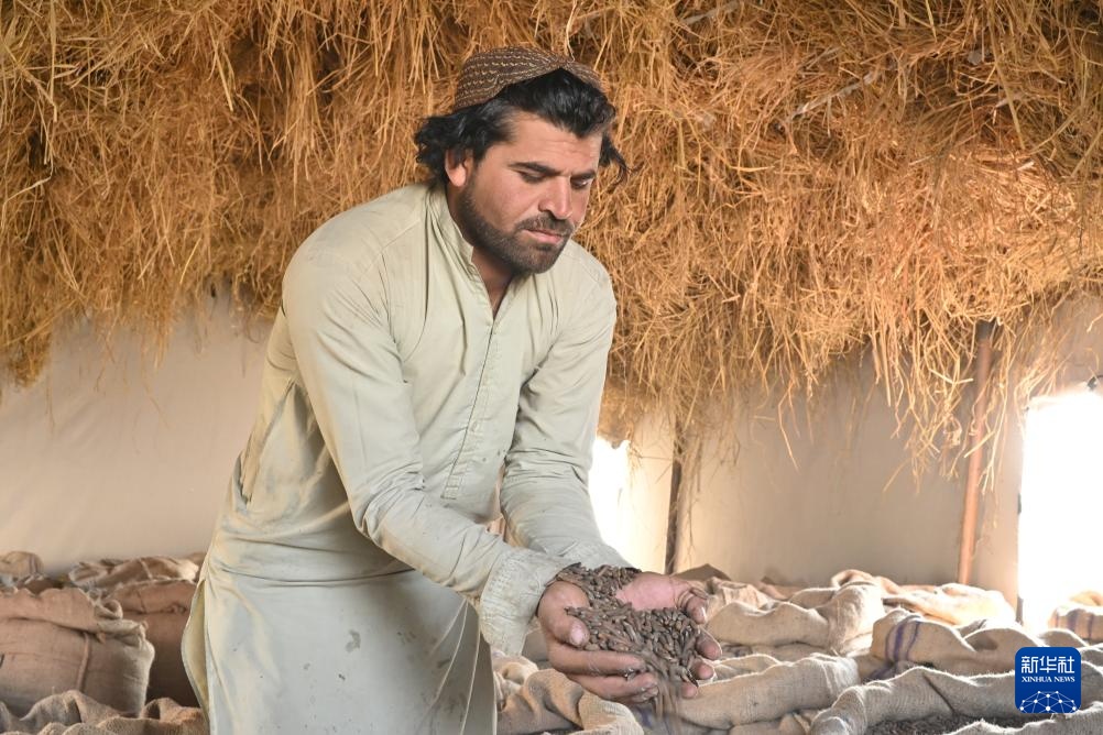 松香里的生计:阿富汗松子丰收后的忧虑 松香里的生计:阿富汗松子丰收后的忧虑