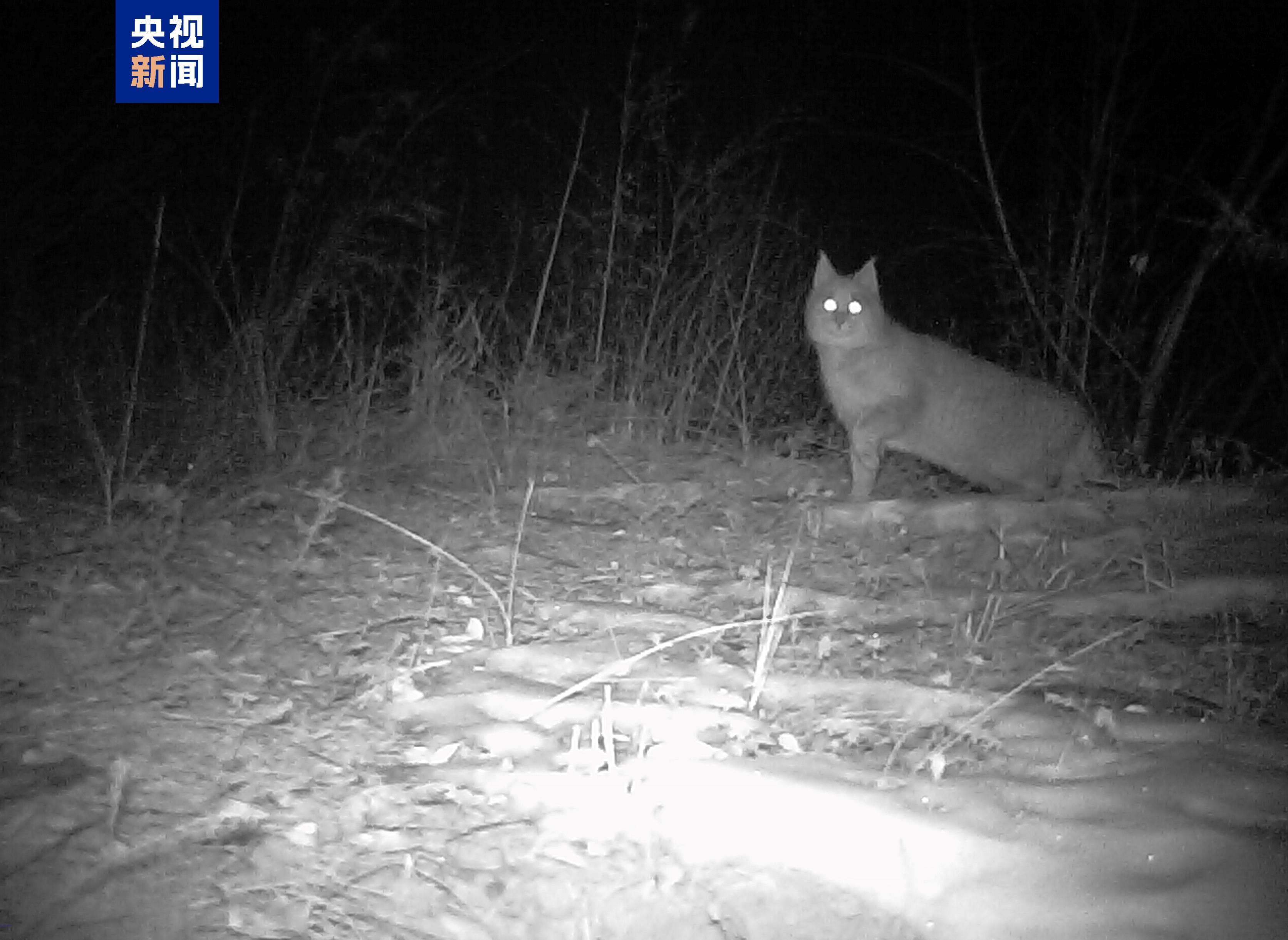 60种国家重点保护动物在册!西宁摸清野生动物“家底” 60种国家重点保护动物在册!西宁摸清野生动物“家底”