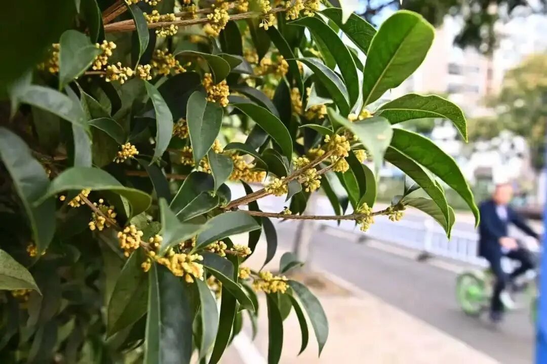 常州街头大量出现!不要吃!不要吃! 常州街头大量出现!不要吃!不要吃!