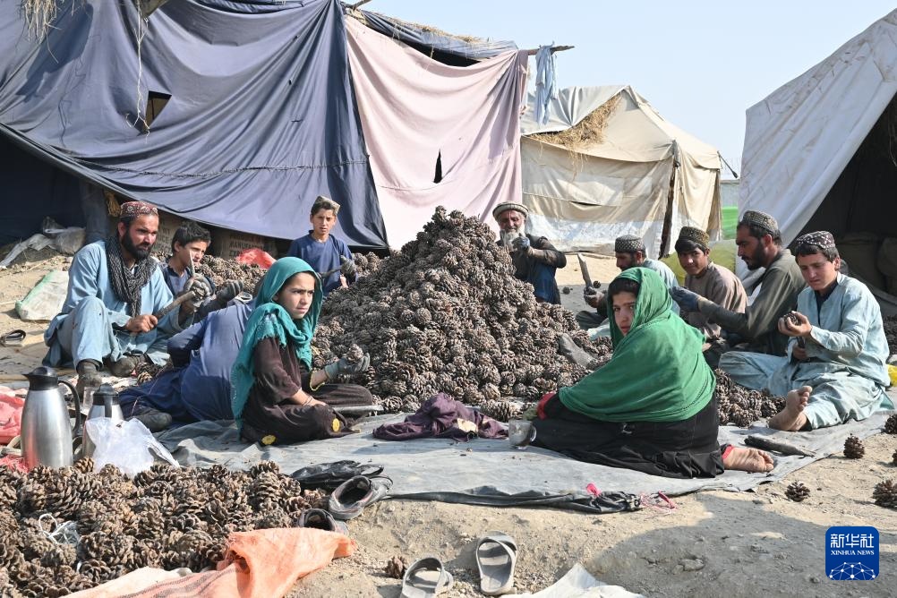 松香里的生计:阿富汗松子丰收后的忧虑 松香里的生计:阿富汗松子丰收后的忧虑