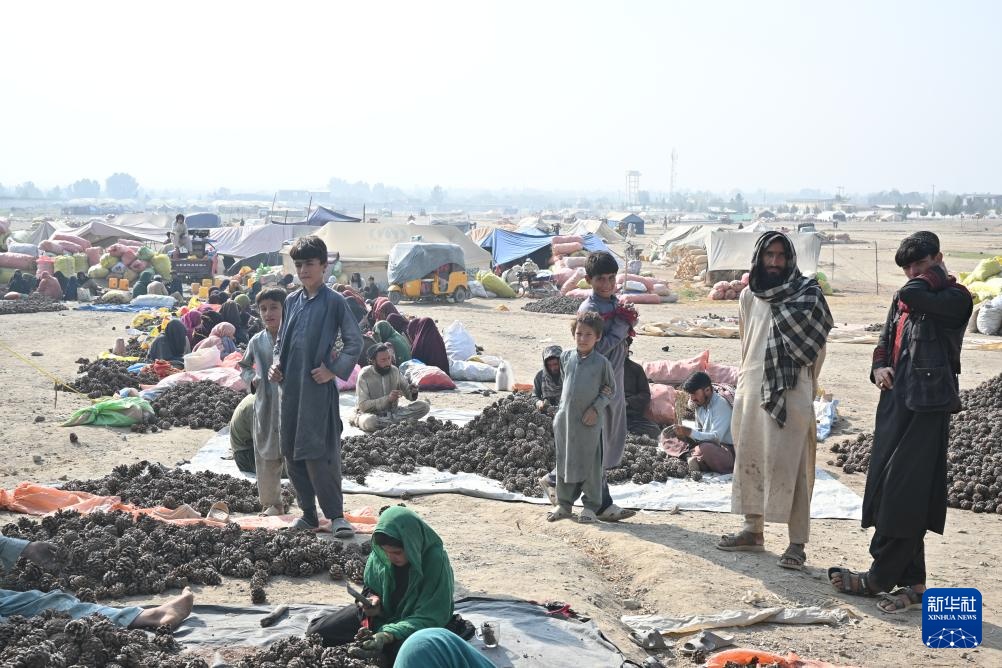 松香里的生计:阿富汗松子丰收后的忧虑 松香里的生计:阿富汗松子丰收后的忧虑