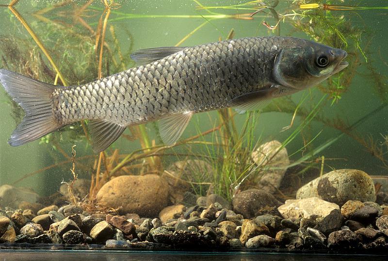 “麻醉鱼”到底能不能放心吃？专家解答