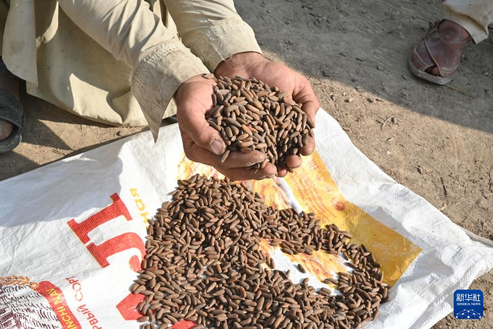 松香里的生计:阿富汗松子丰收后的忧虑 松香里的生计:阿富汗松子丰收后的忧虑