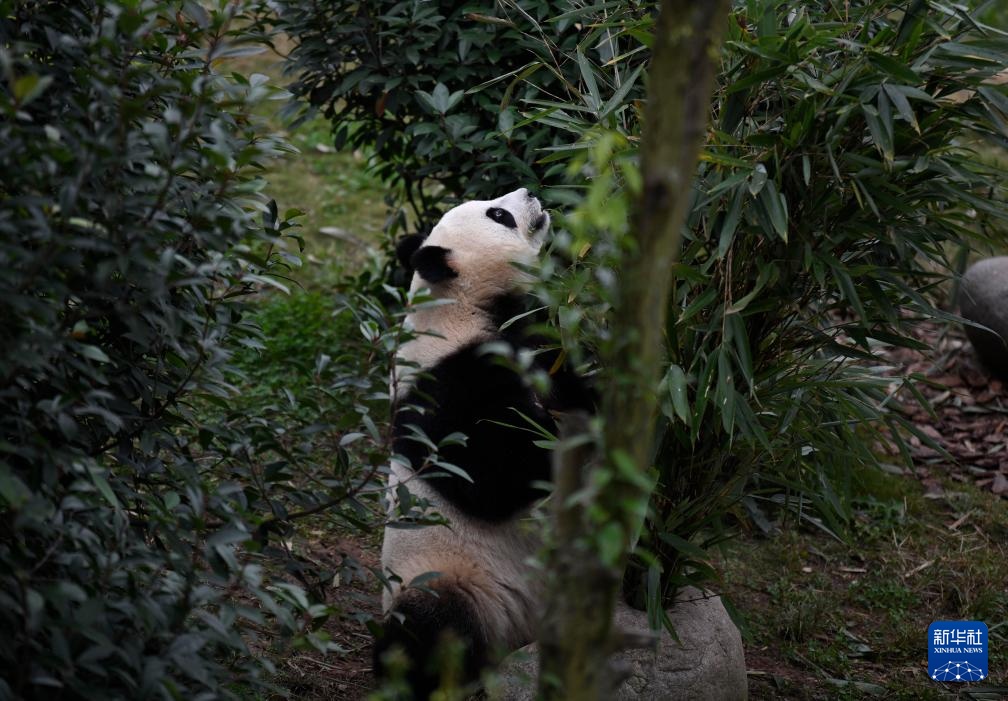 探访大熊猫基地