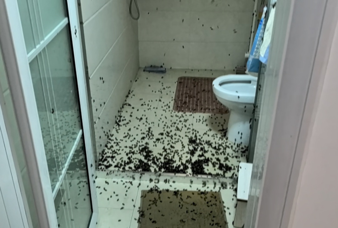 “太吓人了！”家里爬满了蜜蜂，消防员直接清出半桶