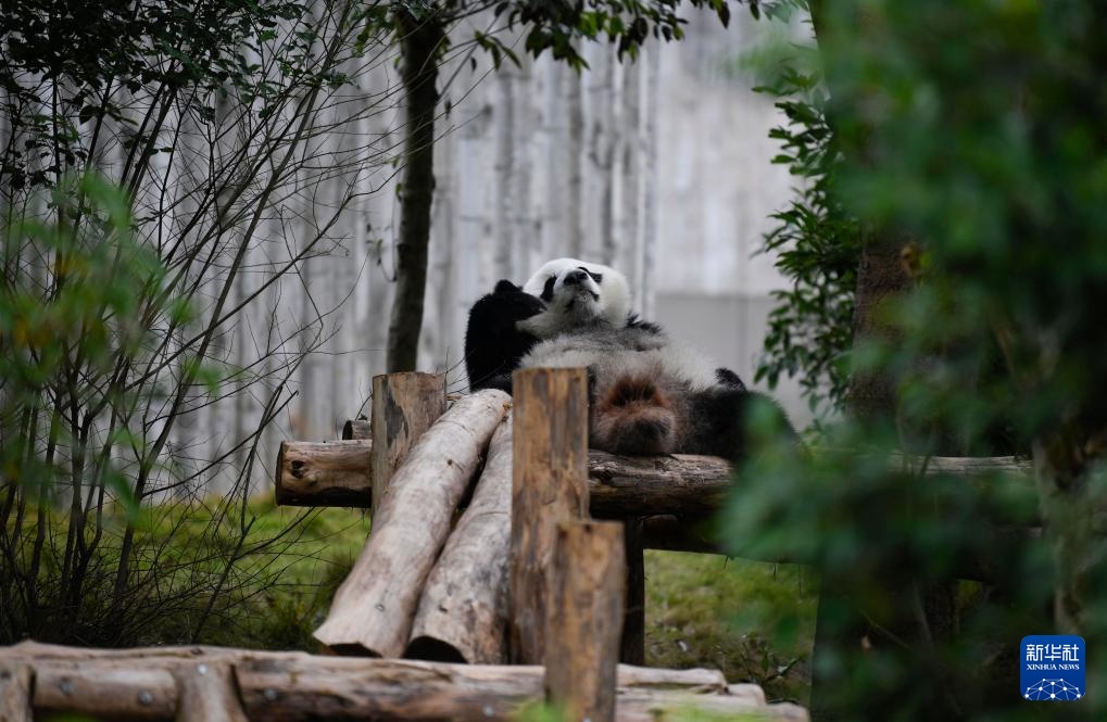 探访大熊猫基地