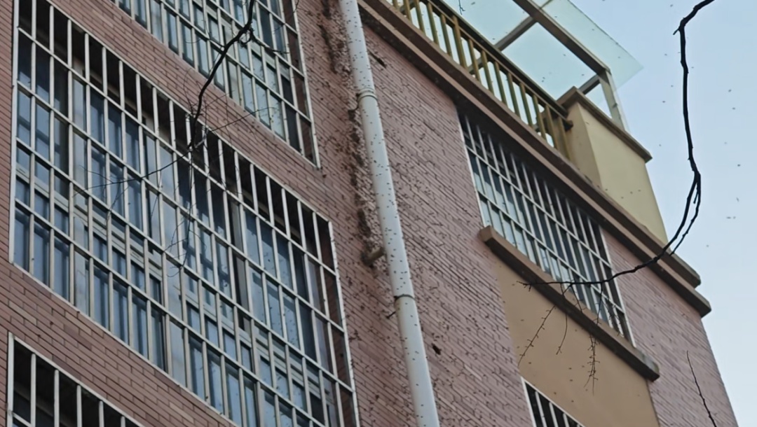 “太吓人了！”家里爬满了蜜蜂，消防员直接清出半桶