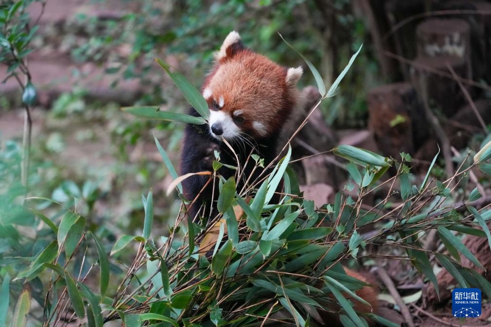 探访大熊猫基地
