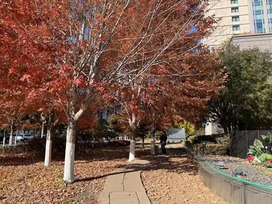 又迎“周末版”变天！雨雪今晚抵辽，还有降温、大风！