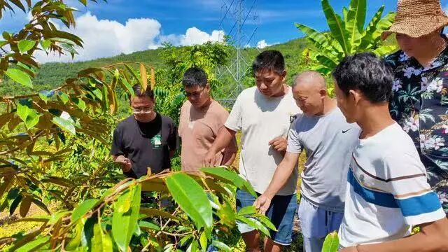 为实现榴莲自由,云南“打了个样” 为实现榴莲自由,云南“打了个样”