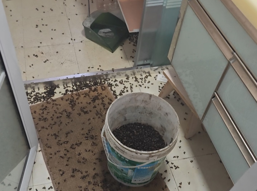 “太吓人了！”家里爬满了蜜蜂，消防员直接清出半桶