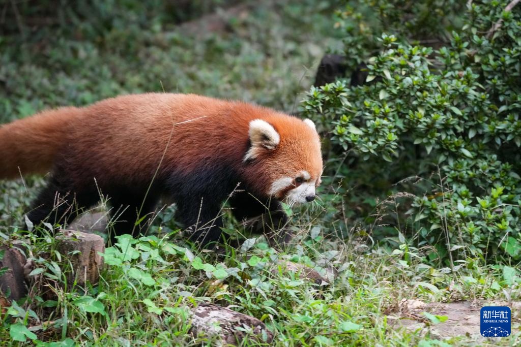 探访大熊猫基地