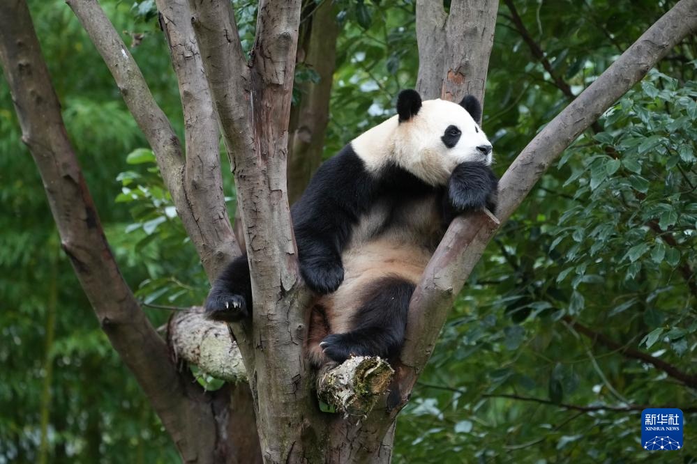 探访大熊猫基地