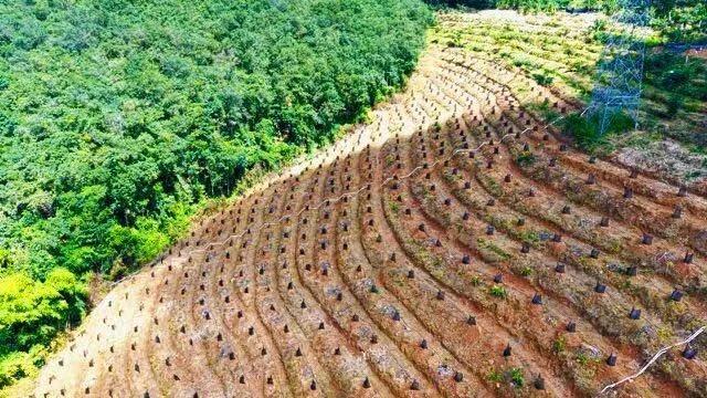 为实现榴莲自由,云南“打了个样” 为实现榴莲自由,云南“打了个样”