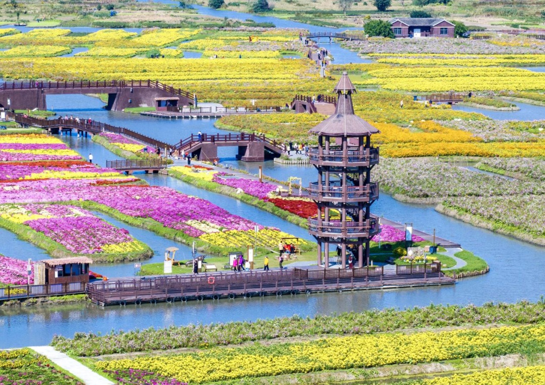 这些地方的红叶，为什么还不红？