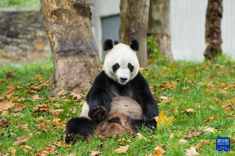 探访大熊猫基地