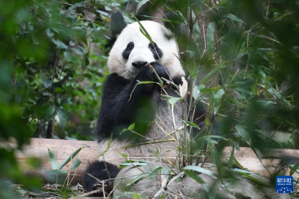 探访大熊猫基地