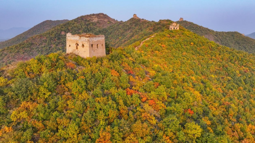 这些地方的红叶，为什么还不红？