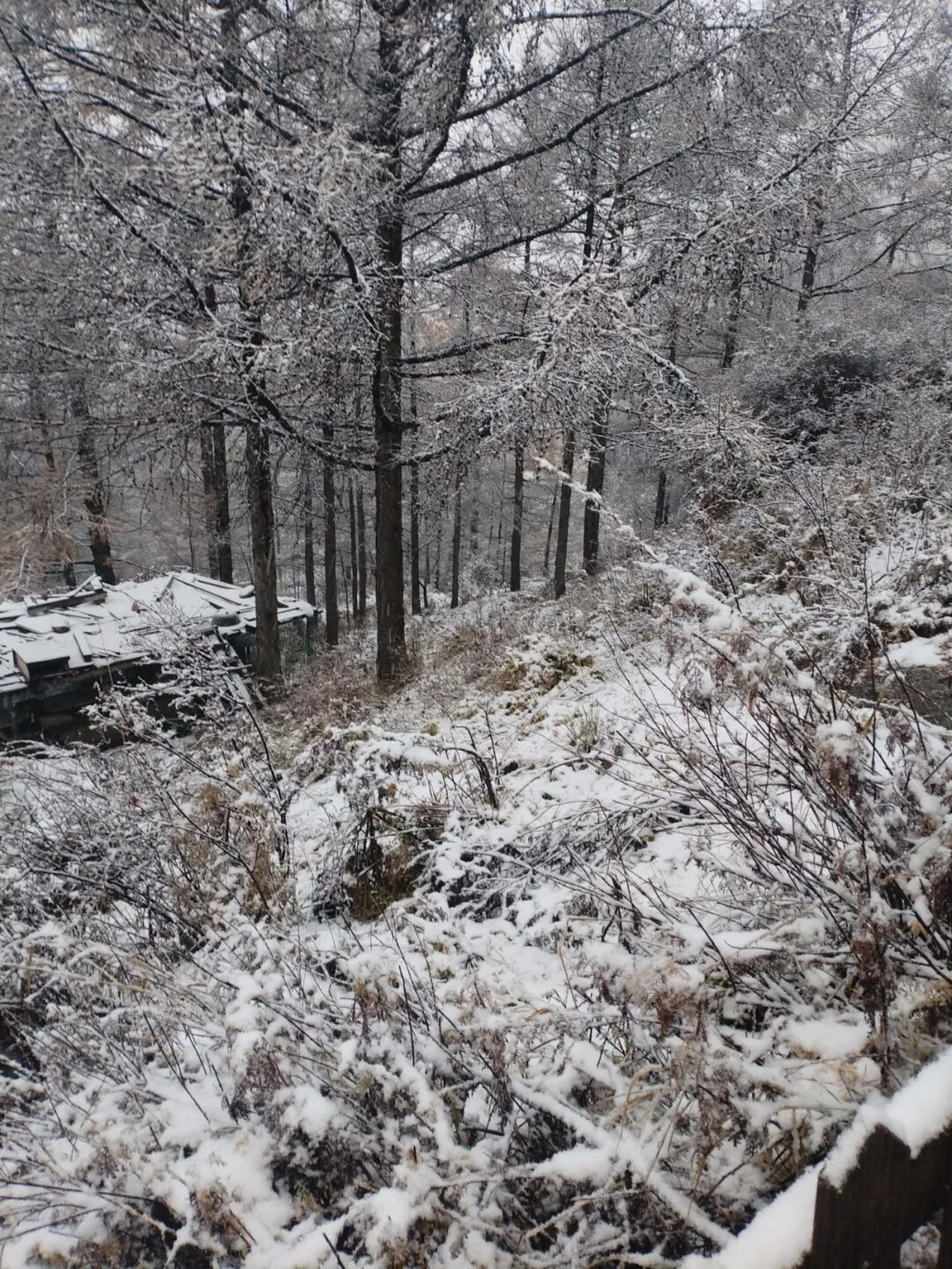 石家庄下雪了！河北将迎中到大雪，未来三天……