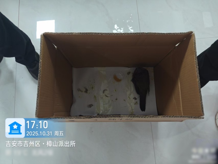 国家“三有”保护动物珠颈斑鸠，获救了！