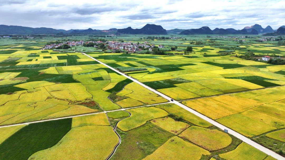 这些地方的红叶，为什么还不红？