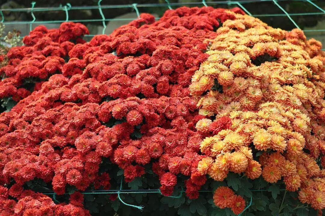 你见过这些“无名”小菊吗？