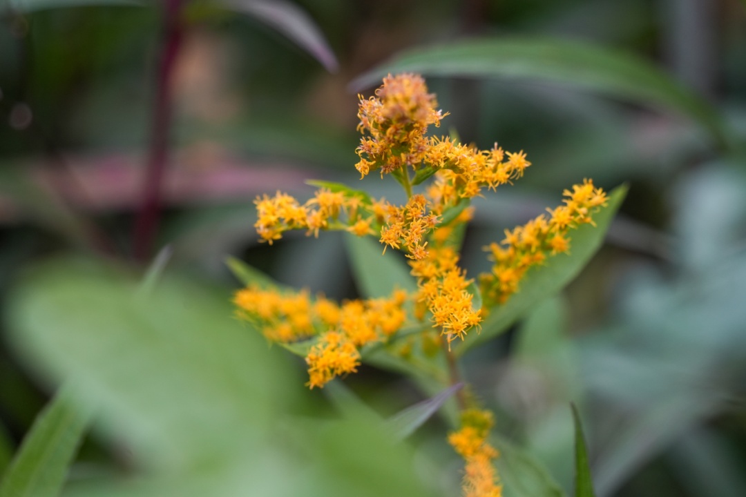 杭州多地已出现，看见立即上报！切记不要直接动手