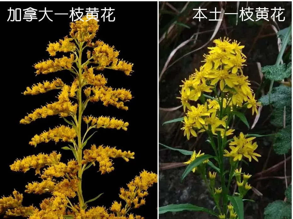 杭州多地已出现，看见立即上报！切记不要直接动手