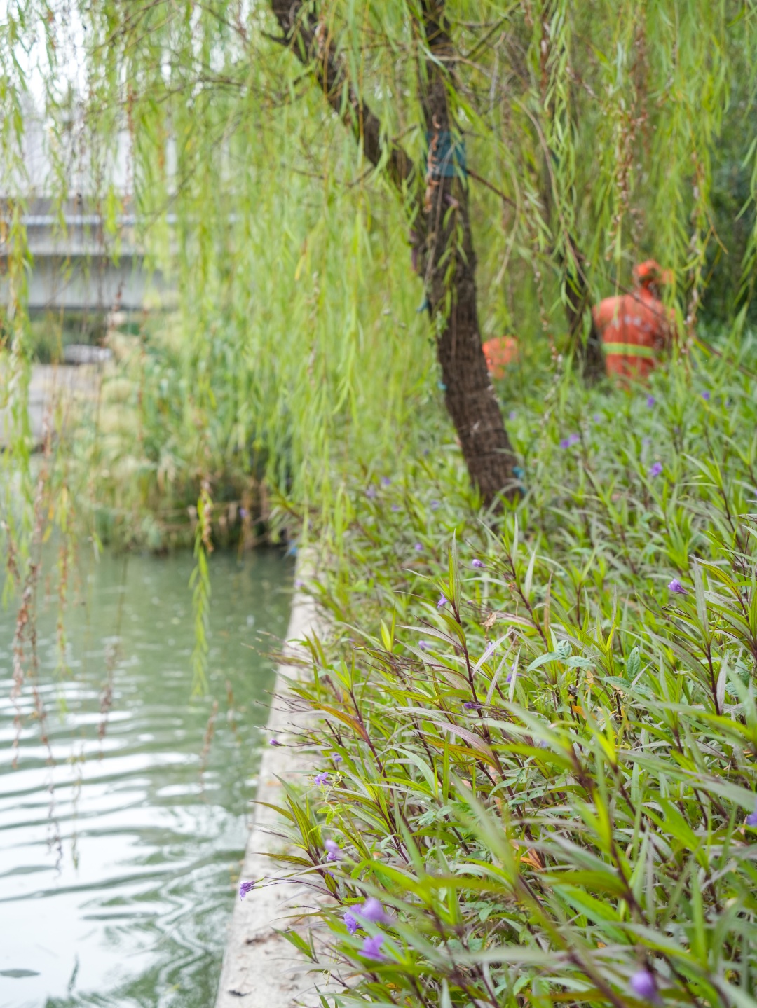 杭州多地已出现，看见立即上报！切记不要直接动手