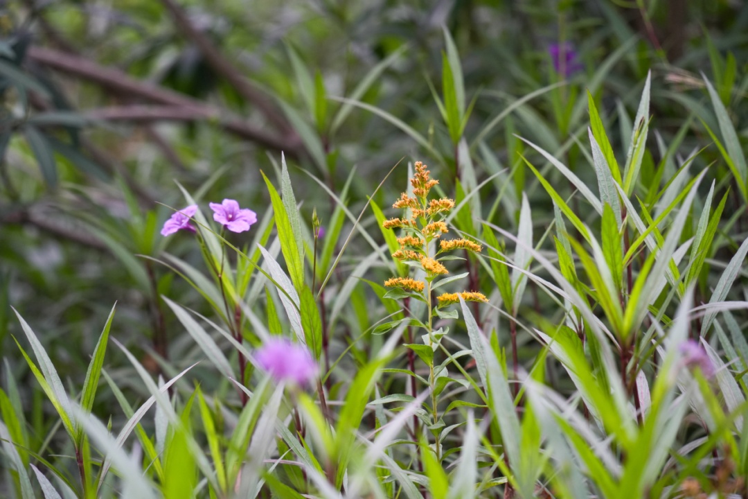 杭州多地已出现，看见立即上报！切记不要直接动手
