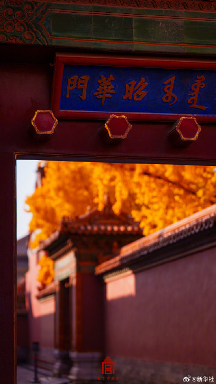 收藏！故宫银杏大片上新了