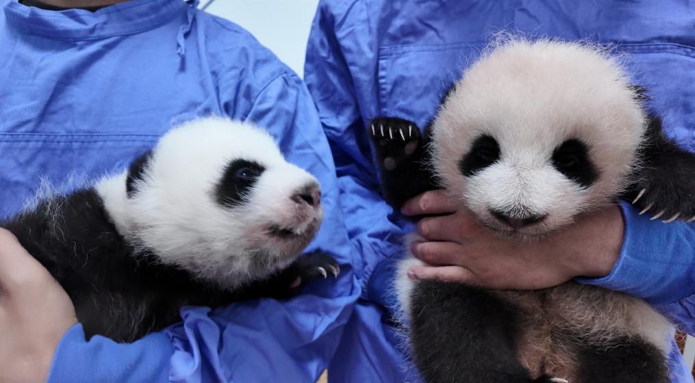 上海野生动物园大熊猫龙凤胎邀你来选名 上海野生动物园大熊猫龙凤胎邀你来选名