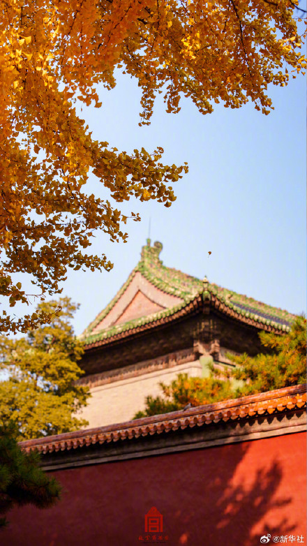 收藏！故宫银杏大片上新了