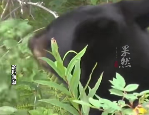 西安一女子上山采摘山茱萸，突然被黑熊从身后扑倒撕咬了三四分钟，一动不动侥幸逃生