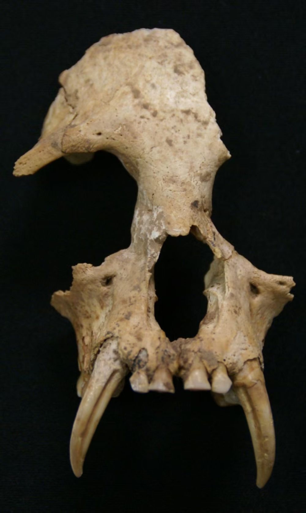 与海南长臂猿是近亲！秦始皇祖母陵墓出土的长臂猿为灭绝新物种