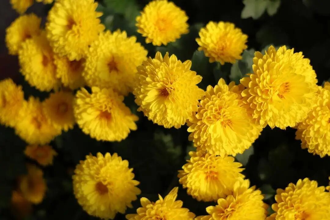 你见过这些“无名”小菊吗？