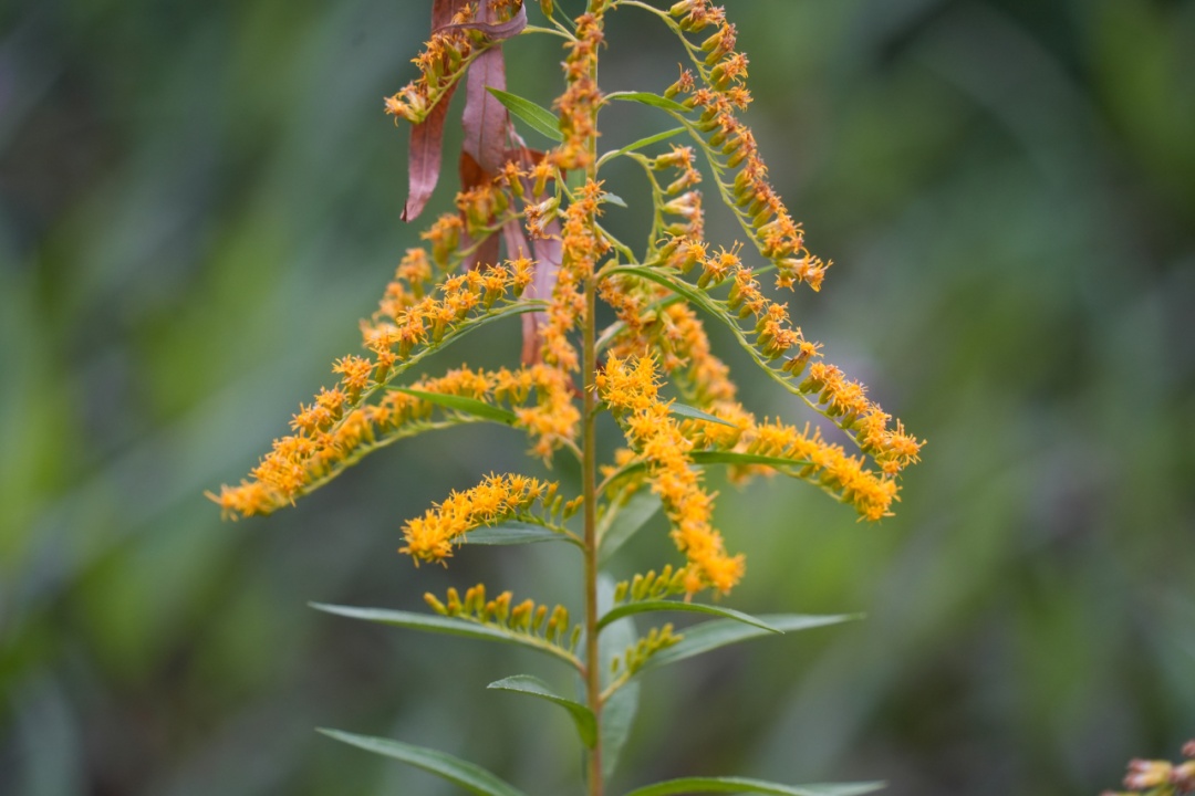 杭州多地已出现，看见立即上报！切记不要直接动手