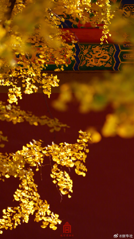 收藏！故宫银杏大片上新了