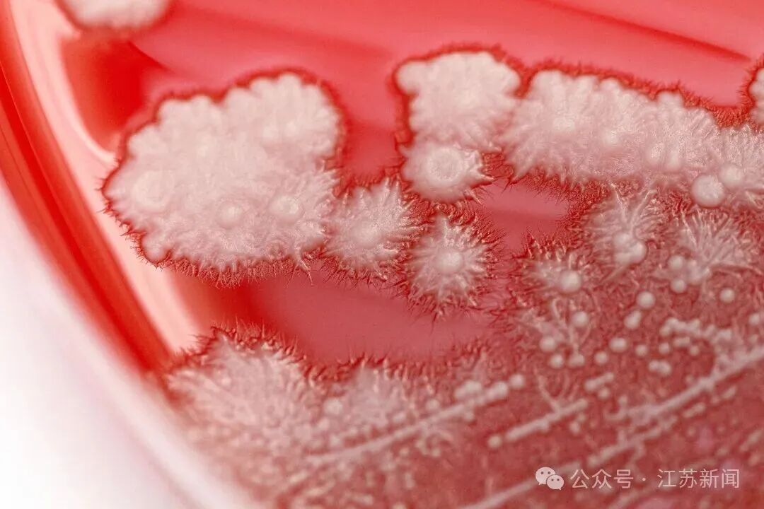 男子喉咙痛一个月不见好，一看嗓子里长满“雪花”！