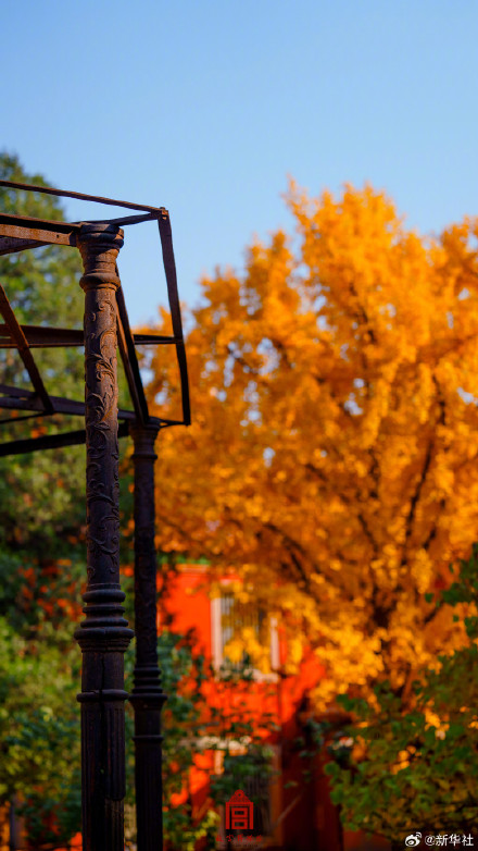 收藏！故宫银杏大片上新了