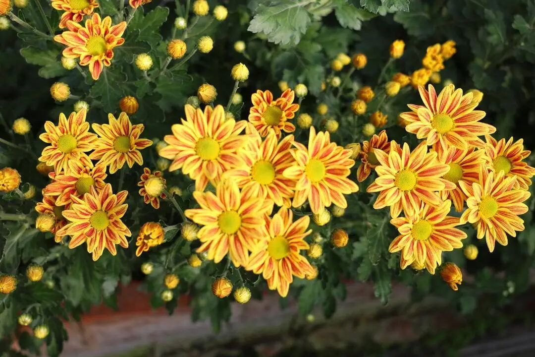 你见过这些“无名”小菊吗？