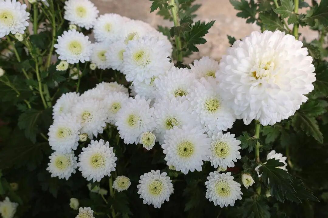 你见过这些“无名”小菊吗？