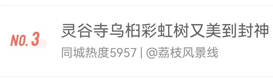 南京，你“叶”太可爱了！